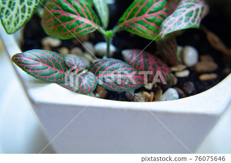 Fittonia is a bright and beautiful house plant Fittonia is a bright and beautiful house plant 76075646