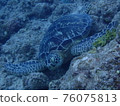 Green turtle resting on a rock 2 76075813