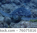 Green turtle resting on a rock 1 76075816