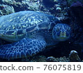 Green turtle resting on a rock 76075819