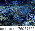 Sleepy green turtle resting on a rock 76075822