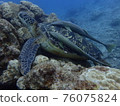 Green turtle resting on a rock and remora sticking to its shell 76075824