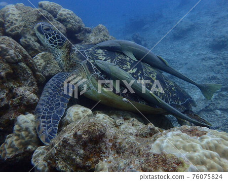基於岩石的綠海龜和堅持它的殼的remora 76075824