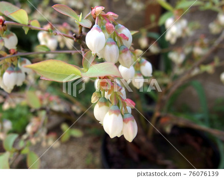 Blueberry flower bunch bud white flower 76076139
