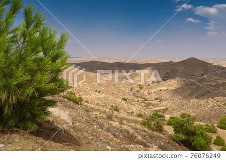 pine branches, against the backdrop of the desert pine branches, against the backdrop of the desert 76076249