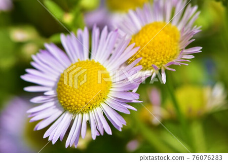 Light pink Himejoon flower 76076283