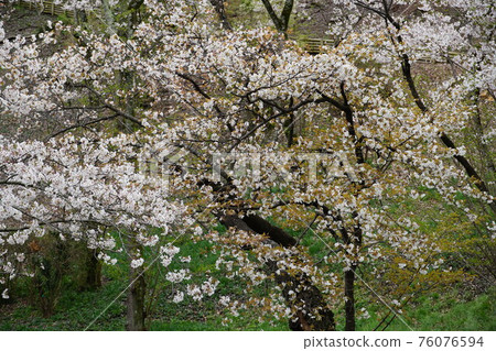 Scenery and image of cherry blossoms in full bloom in Mito City, Ibaraki Prefecture, Kairakuen Park, and Mt. Sakura Scenery and image of cherry blossoms in full bloom in Mito City, Ibaraki Prefecture, Kairakuen Park, and Mt. Sakura 76076594