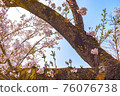 櫻桃樹和藍天 76076738
