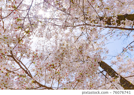 盛開的櫻花從下面照片 盛開的櫻花從下面照片 76076741