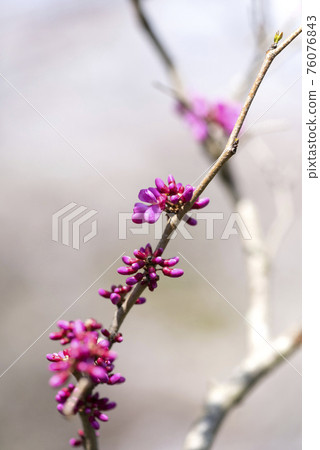 Hanazu Ow 76076843