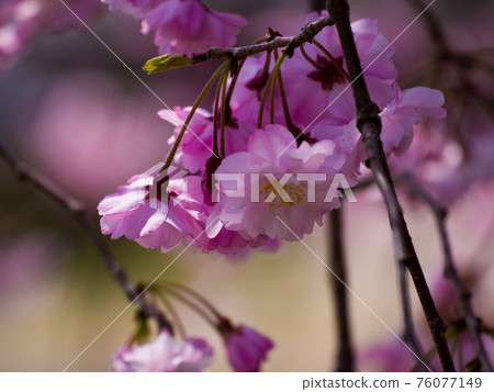 櫻花盛開 櫻花盛開 76077149