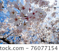 落下的櫻花 76077154