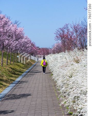 走在花開的路上 76077160