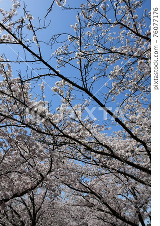 Asahi Park in spring, Sakura Festival in full bloom 76077176
