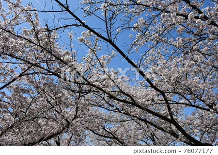 Asahi Park in spring, Sakura Festival in full bloom 76077177