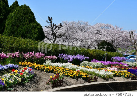 Asahi Park in spring, Sakura Festival in full bloom 76077183