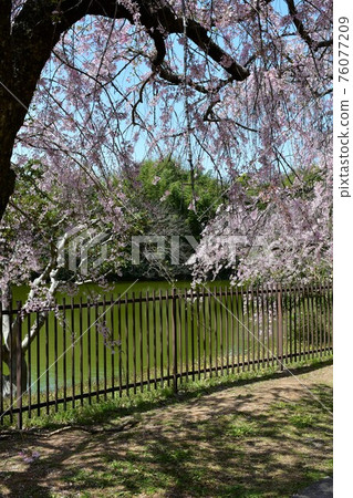 Asahi Park in spring, Sakura Festival in full bloom 76077209