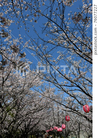 Asahi Park in spring, Sakura Festival in full bloom 76077227
