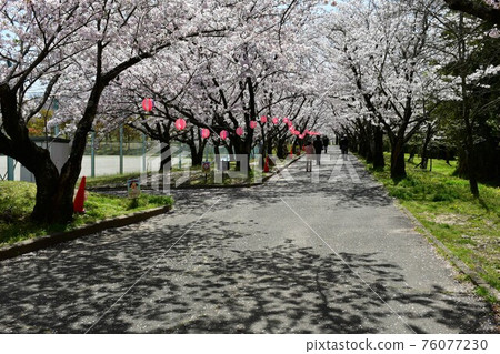 Asahi Park in spring, Sakura Festival in full bloom Asahi Park in spring, Sakura Festival in full bloom 76077230