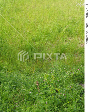 草原野草土地 草原野草土地 76077421