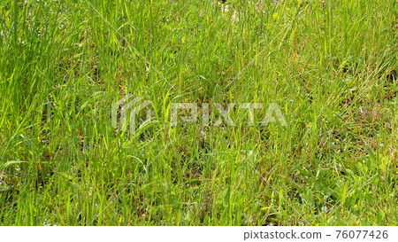 草原野草土地 草原野草土地 76077426