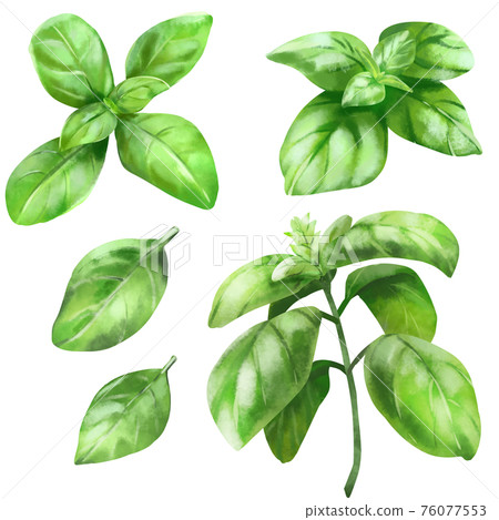 Basil watercolor style material Stock Illustration 76077553