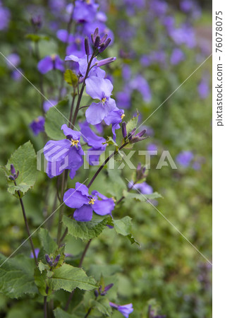 Purple Orychophragmus up Purple Orychophragmus up 76078075
