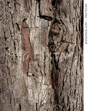 Tree bark texture Tree bark texture 76078184