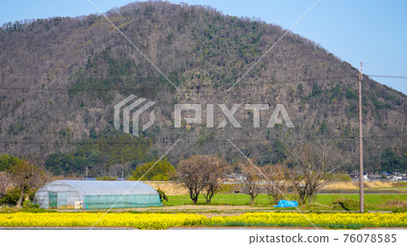 山本山和油菜花 山本山和油菜花 76078585