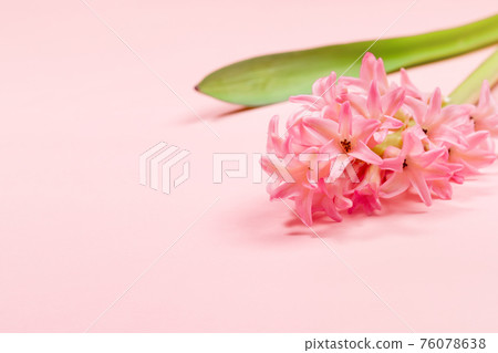 One hyacinth flower on pastel pink background close up. Wedding, Women's day, Valentine's or Mother's day festive minimal floral greeting card or invitation. Copy space. Horizontal orientation. One hyacinth flower on pastel pink background close up. Wedding, Women's day, Valentine's or Mother's day festive minimal floral greeting card or invitation. Copy space. Horizontal orientation. 76078638