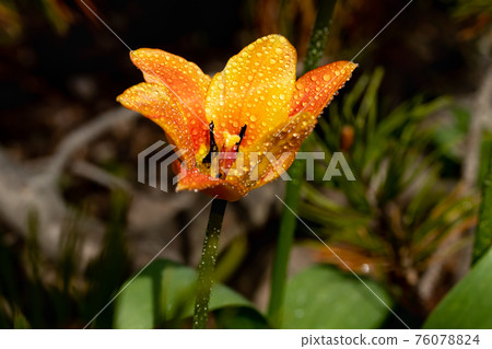 Bright yellow-orange tulip blossom with raindrops in spring garden 76078824