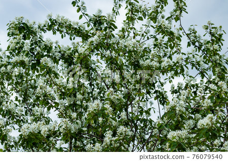A blooming shadberry white flowers at sky background A blooming shadberry white flowers at sky background 76079540