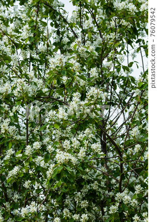 A blooming shadberry white flowers at sky background 76079542