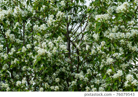 A blooming shadberry white flowers at sky background A blooming shadberry white flowers at sky background 76079543