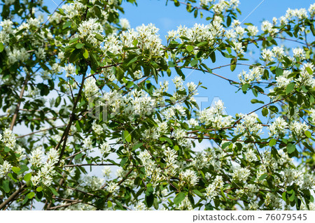 A blooming shadberry white flowers at sky background A blooming shadberry white flowers at sky background 76079545