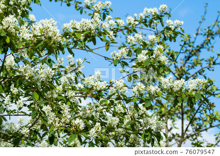 A blooming shadberry white flowers at sky background A blooming shadberry white flowers at sky background 76079547