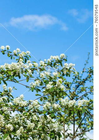 A blooming shadberry white flowers at sky background A blooming shadberry white flowers at sky background 76079548