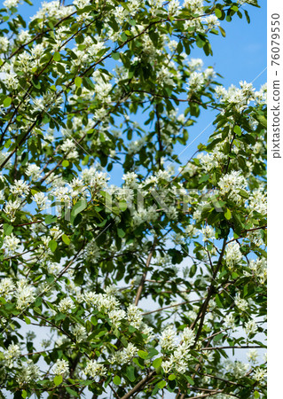 A blooming shadberry white flowers at sky background 76079550