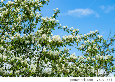 A blooming shadberry white flowers at sky background 76079551
