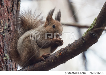 Ezoris on the tree Ezoris on the tree 76079646