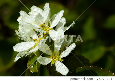 A blooming shadberry white flowers with raindrops in home garden A blooming shadberry white flowers with raindrops in home garden 76079794