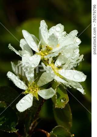 A blooming shadberry white flowers with raindrops in home garden 76079796
