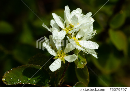 A blooming shadberry white flowers with raindrops in home garden A blooming shadberry white flowers with raindrops in home garden 76079797