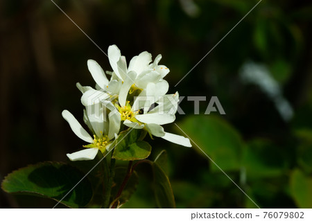 A blooming shadberry white flowers in home garden A blooming shadberry white flowers in home garden 76079802