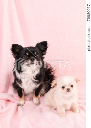 Black chihuahua and white and still puppy chihuahua Black chihuahua and white and still puppy chihuahua 76080037