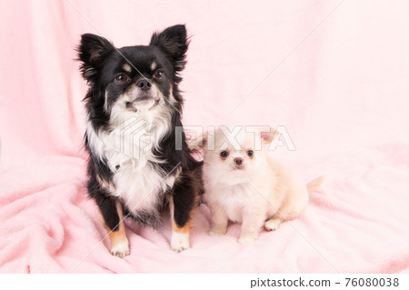 Black chihuahua and white and still puppy chihuahua Black chihuahua and white and still puppy chihuahua 76080038