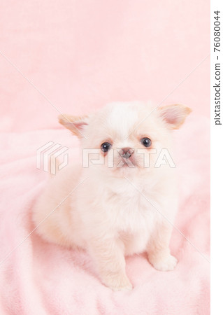 A cream-colored chihuahua about 2 months old A cream-colored chihuahua about 2 months old 76080044
