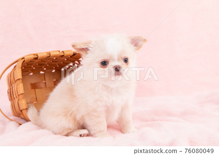 A cream-colored Chihuahua about 2 months old that came out of the basket A cream-colored Chihuahua about 2 months old that came out of the basket 76080049