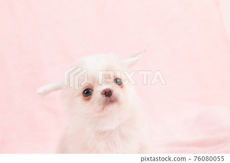 Two-month-old long coat Chihuahua whose ears are still being corrected Two-month-old long coat Chihuahua whose ears are still being corrected 76080055