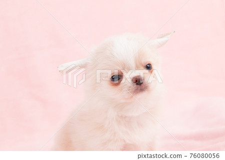 Two-month-old long coat Chihuahua whose ears are still being corrected Two-month-old long coat Chihuahua whose ears are still being corrected 76080056
